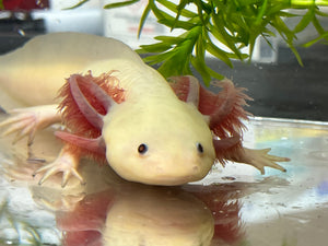 MALE RLG Copper Melanoid Luecistic Axolotl Nina's Axolotl Nursery