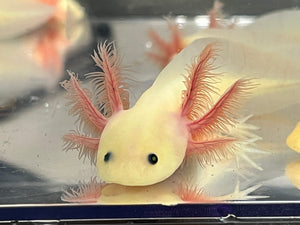 GFP Melanoid Lucy Nina's Axolotl Nursery
