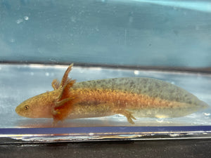 Copper Axolotl Nina's Axolotl Nursery