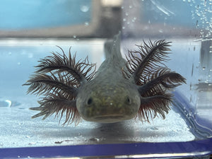 Melanoid Axolotl (dark) Nina's Axolotl Nursery