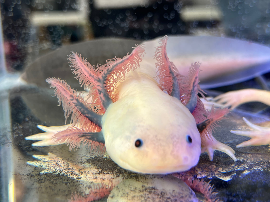 Male Dark Gill Dirty Leucistic Nina's Axolotl Nursery