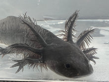 Load image into Gallery viewer, Spotted Melanoid Axolotl Nina&#39;s Axolotl Nursery
