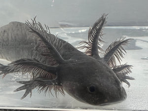 Spotted Melanoid Axolotl Nina's Axolotl Nursery