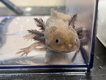 Load image into Gallery viewer, Male Copper Mel with a birthmark Nina&#39;s Axolotl Nursery

