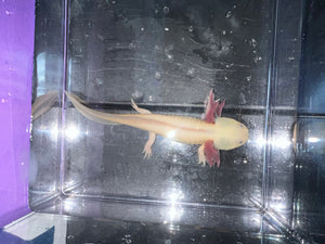 Male Dark Gill Leucistic with Iridophores Nina's Axolotl Nursery