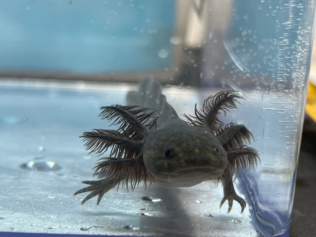 Melanoid Axolotl Nina's Axolotl Nursery