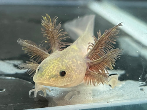 Copper Melanoid Axolotl Juvie Nina's Axolotl Nursery