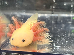 GFP Dwarf Leucistic Axolotl Nina's Axolotl Nursery