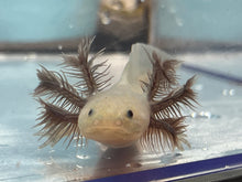 Load image into Gallery viewer, Hypomelanistic Melanoid Axolotl Nina&#39;s Axolotl Nursery
