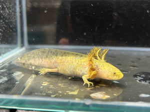Wild Axolotl Juvie Nina's Axolotl Nursery