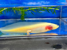 Load image into Gallery viewer, Gfp Melanoid Luecistic Axolotl Nina&#39;s Axolotl Nursery
