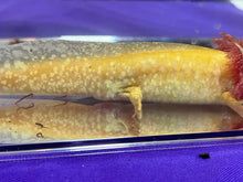Load image into Gallery viewer, Male Albino Nina&#39;s Axolotl Nursery
