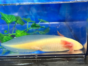 GFP Mel Albino Nina's Axolotl Nursery