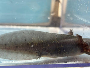 Melanoid Axolotl Nina's Axolotl Nursery