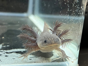 Axanthic Melanoid Axolotl Juvie Nina's Axolotl Nursery