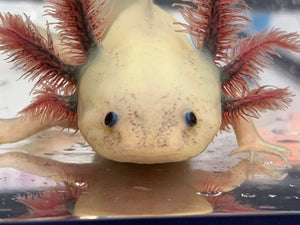 Dark Gill Dirty Luecistic with Iridophores Nina's Axolotl Nursery