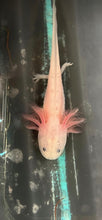 Load image into Gallery viewer, Dirty Luecistic and hi iridophore wild possibly starburst. Nina&#39;s Axolotl Nursery
