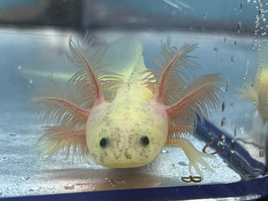 GFP Dirty Leucistic (1) Nina's Axolotl Nursery