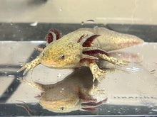 Load image into Gallery viewer, Copper presumed female Nina&#39;s Axolotl Nursery
