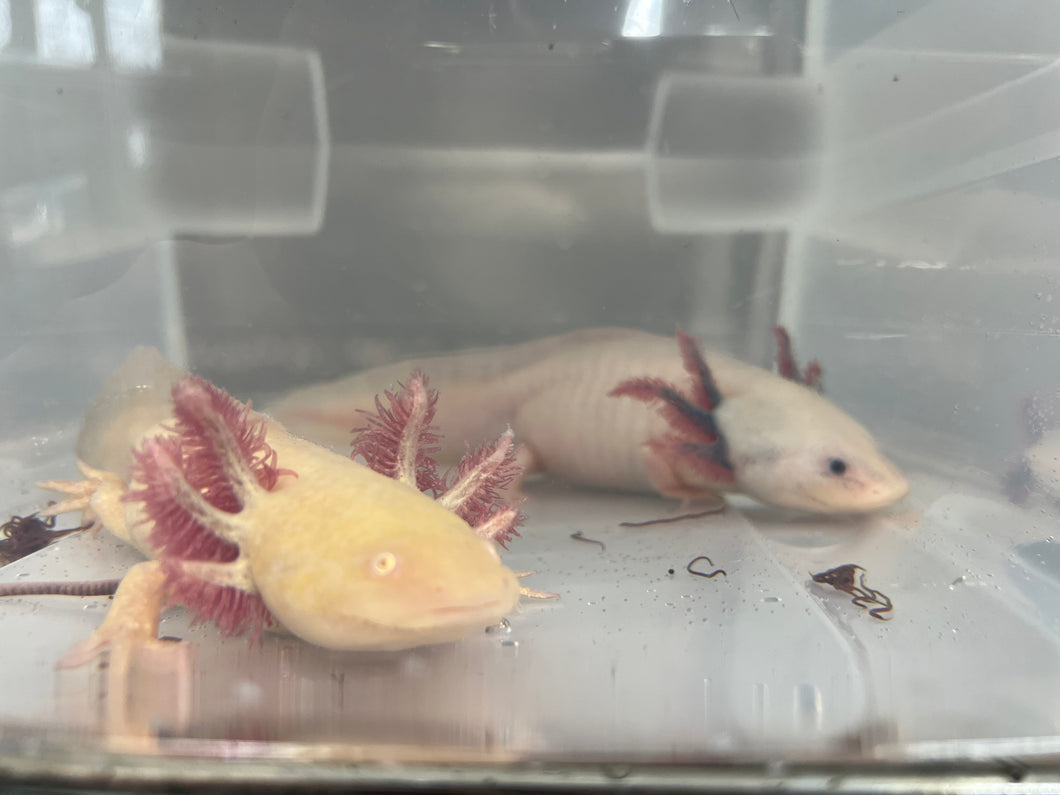 Axolotl Eggs Nina's Axolotl Nursery