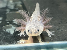 Load image into Gallery viewer, Axanthic Axolotl Juvie Nina&#39;s Axolotl Nursery
