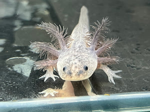 Axanthic Axolotl Juvie Nina's Axolotl Nursery