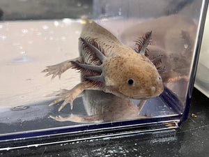 Male Copper Mel with a birthmark Nina's Axolotl Nursery