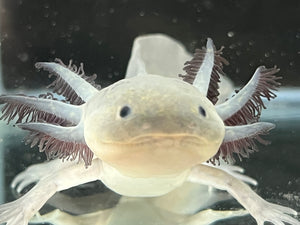 Melanoid Axolotl Juvie Nina's Axolotl Nursery