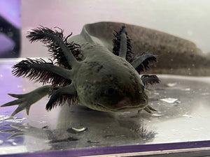 Melanoid Axolotl Male Nina's Axolotl Nursery