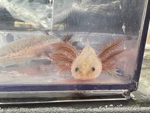 Load image into Gallery viewer, Angel Nina&#39;s Axolotl Nursery
