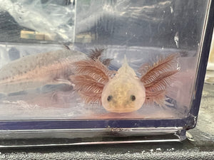 Angel Nina's Axolotl Nursery