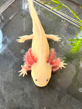 Load image into Gallery viewer, MALE RLG Copper Melanoid Luecistic Axolotl Nina&#39;s Axolotl Nursery
