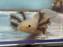 Load image into Gallery viewer, Hypomelanistic Melanoid Axolotl Nina&#39;s Axolotl Nursery
