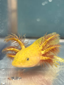 Hypomelanistic Copper Axolotl Nina's Axolotl Nursery