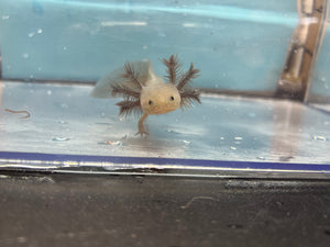 Hypomelanistic Melanoid Axolotl Nina's Axolotl Nursery