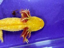 Load image into Gallery viewer, Male Albino Nina&#39;s Axolotl Nursery
