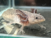Load image into Gallery viewer, Axanthic Axolotl Juvie Nina&#39;s Axolotl Nursery
