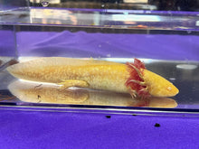 Load image into Gallery viewer, Male Albino Nina&#39;s Axolotl Nursery
