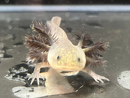 Melanoid Axolotl Juvie Nina's Axolotl Nursery