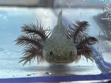 Load image into Gallery viewer, Melanoid Axolotl (dark) Nina&#39;s Axolotl Nursery
