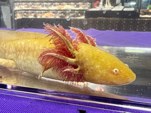 Male Albino Nina's Axolotl Nursery