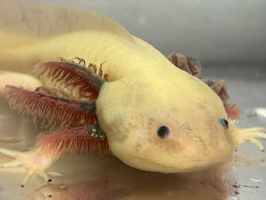 Male Dirty Dark Gill Leucistic Axolotl Nina's Axolotl Nursery