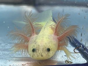 GFP Dirty Leucistic (1) Nina's Axolotl Nursery