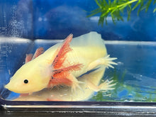 Load image into Gallery viewer, Gfp Melanoid Luecistic Axolotl Nina&#39;s Axolotl Nursery
