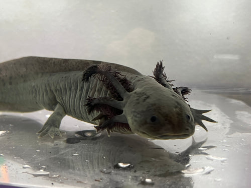 Melanoid Axolotl Male Nina's Axolotl Nursery