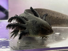 Load image into Gallery viewer, Melanoid Axolotl Male Nina&#39;s Axolotl Nursery
