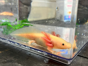 GFP Dwarf Leucistic Axolotl Nina's Axolotl Nursery