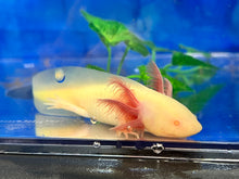Load image into Gallery viewer, GFP Mel Albino Nina&#39;s Axolotl Nursery
