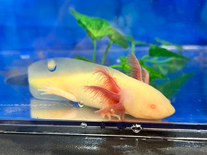 GFP Mel Albino Nina's Axolotl Nursery