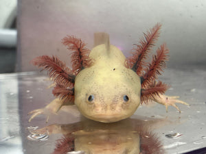 Dirty Dark Gill Leucistic (presumed female) Nina's Axolotl Nursery